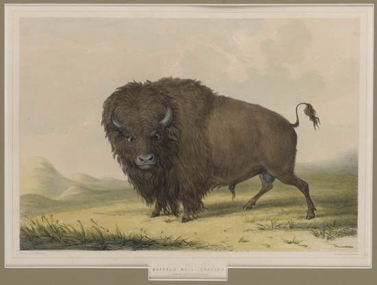 CATLIN, GEORGE. Buffalo Bull Grazing. No. 2.
